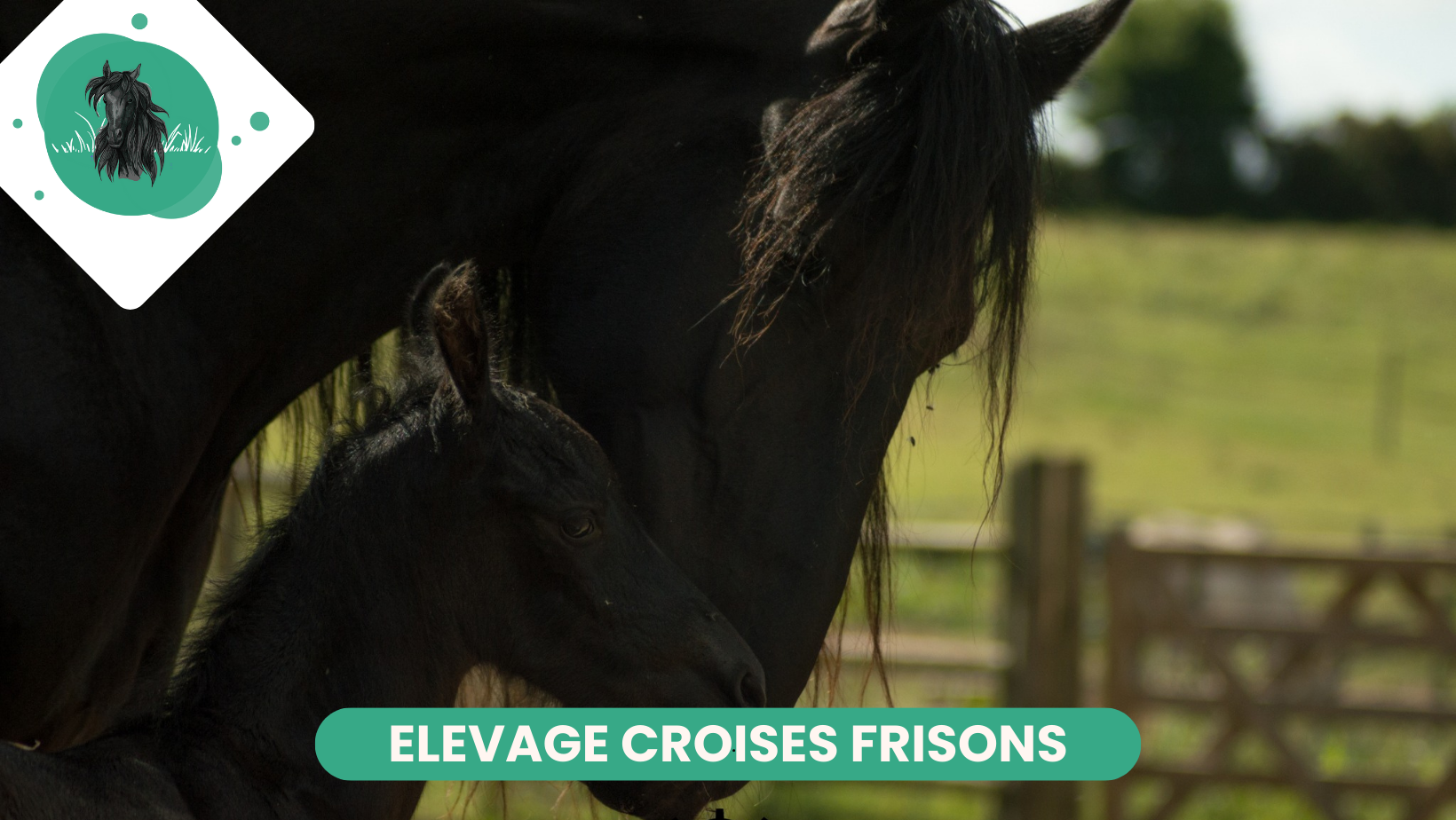 Elevage Chevaux Frisons Bretagne
Pension chevaux box terrasse