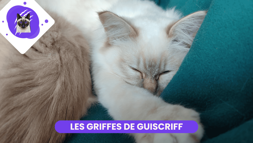 Les Griffes de Guiscriff
Chats
Sacré de Birmanie