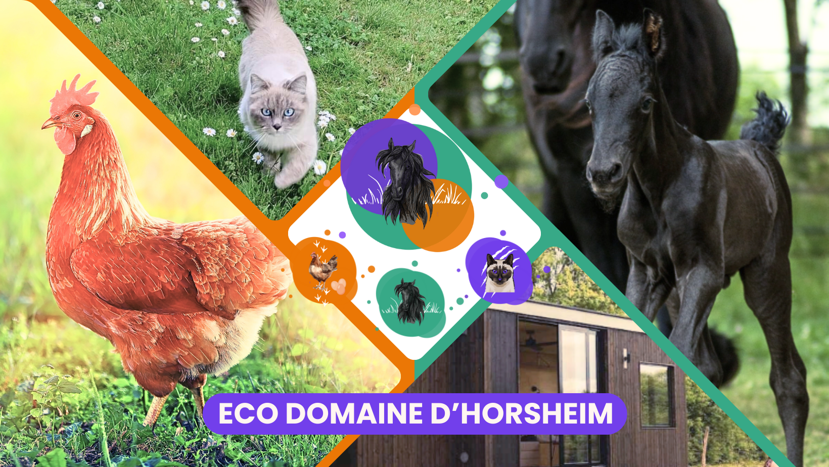 Eco Domaine d'Horsheim : poules pondeuses, pension chevaux et ferme pédagogique