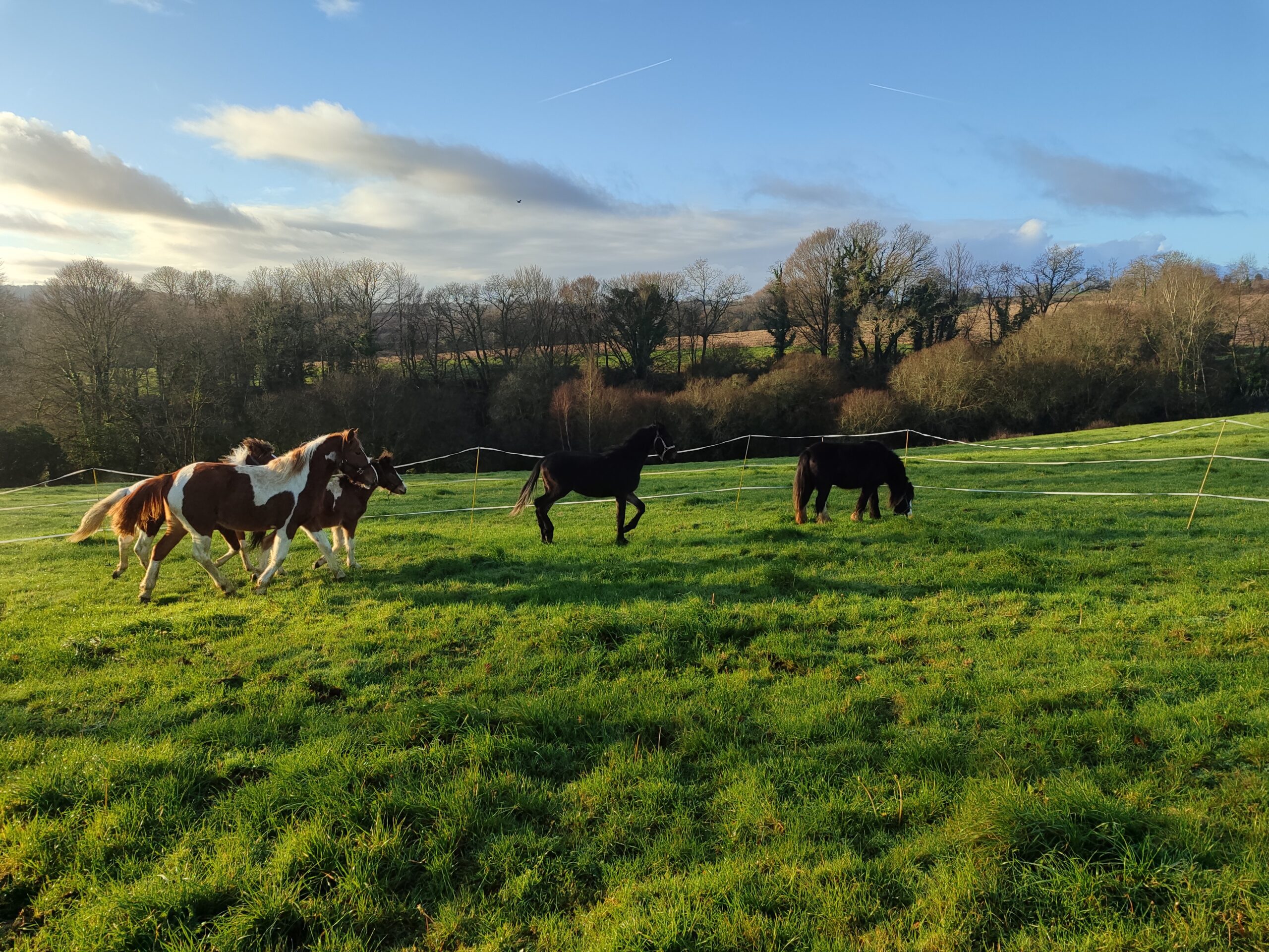 Eco Domaine D'Horsheim. Le Faouët. Ferme pédagogique, Pension chevaux box terrasse