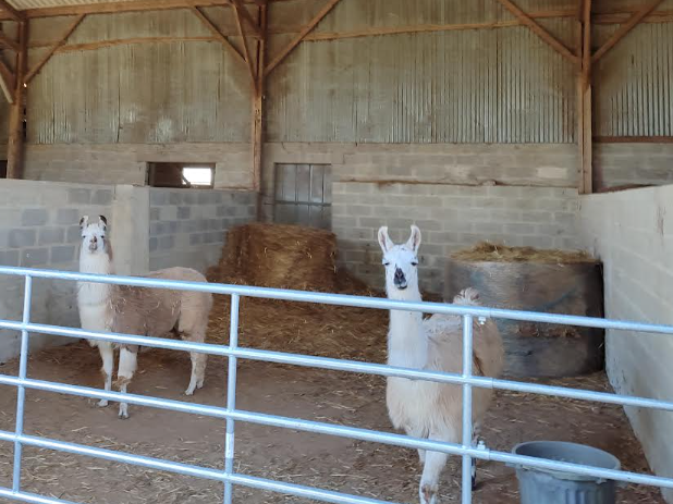 Bienvenue à Tango & Smarties ! 🦙💚