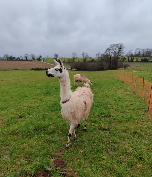 Smarties, lamas ferme pédagogique