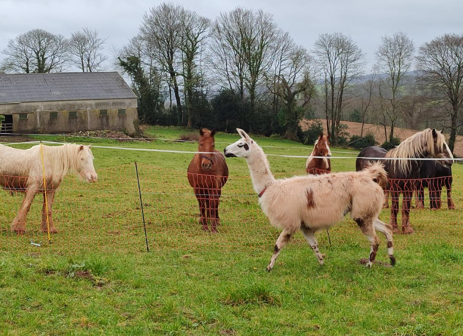Lamas et chevaux dans les prés d'Horsheim