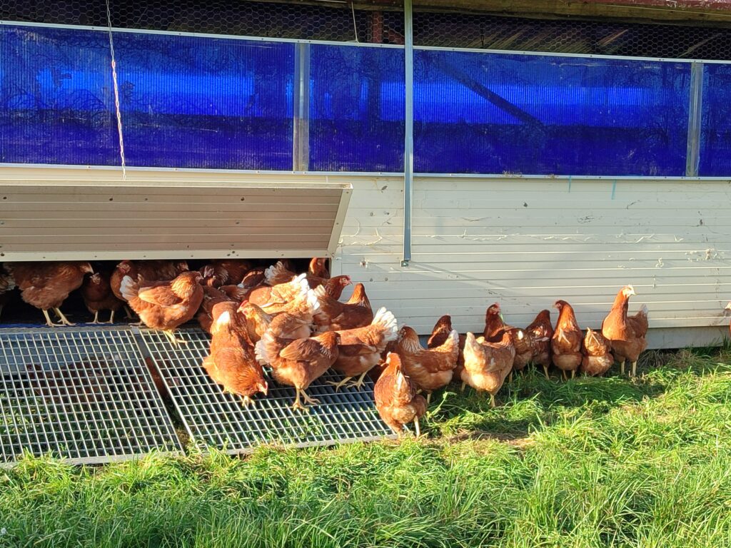 Poules pondeuses bio plein air poulailler mobile, Guiscriff, Le Faouët